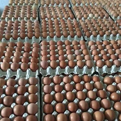 Acorn Poultry
