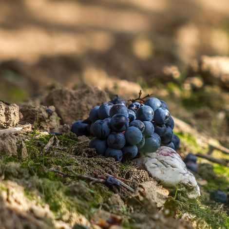 Château La Tour Figeac - Product