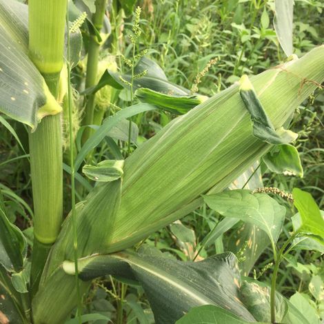 SWEET CORN