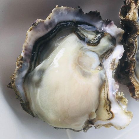 Black Shag Oysters