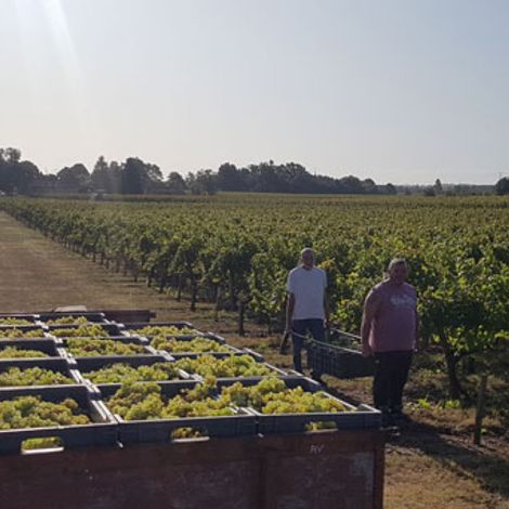 Château Barbé - Vineyard