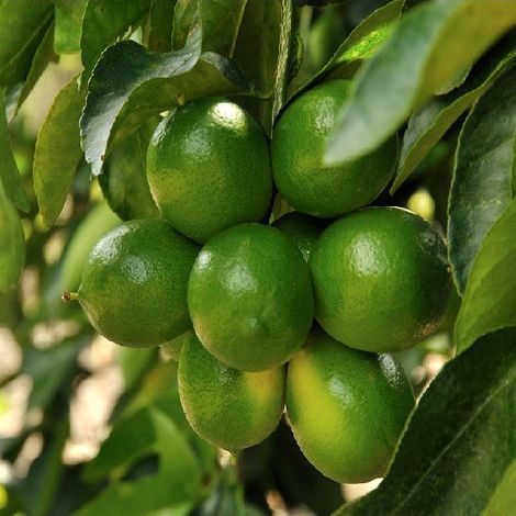limon1-gallery.jpg
