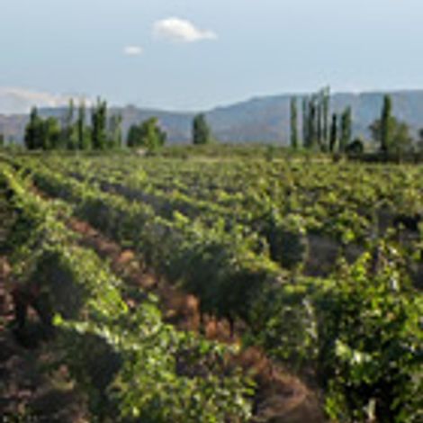 Chayee Bourras_Wines_Vineyards