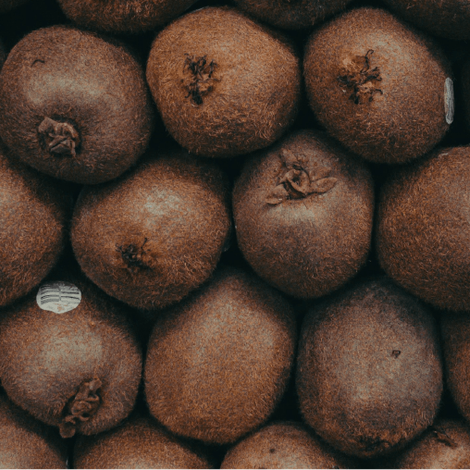 Especies-Kiwi@2x-8.png
