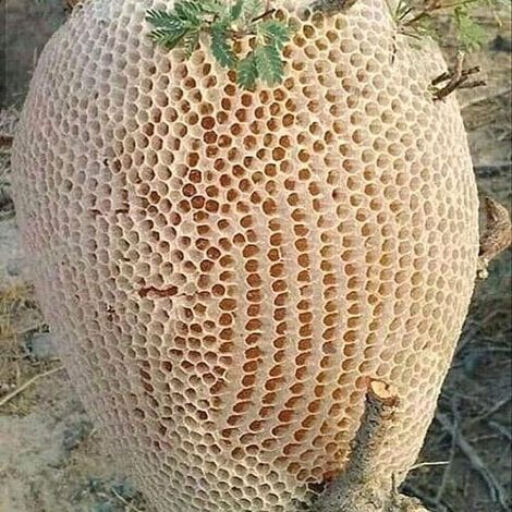 honey