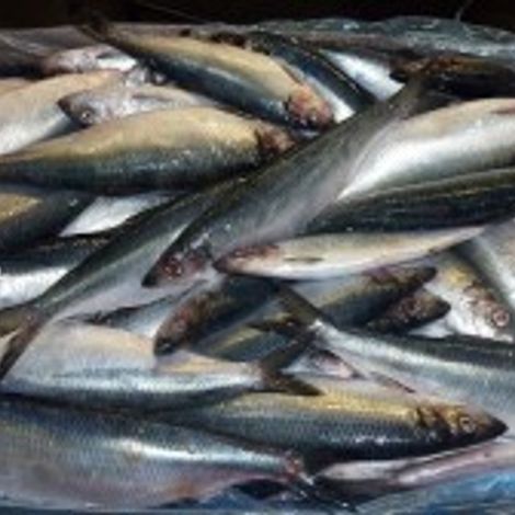 Premier Fish Products
