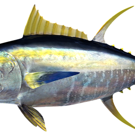 AORB-Home_page-Yellowfin.png