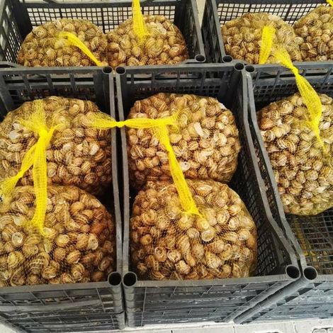 Ukrainian Snail Holding - Products