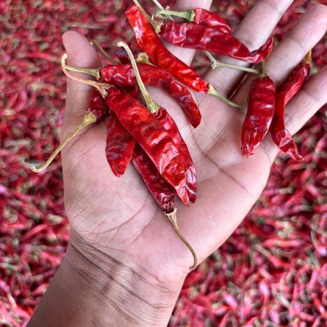 Dried Red Chillies