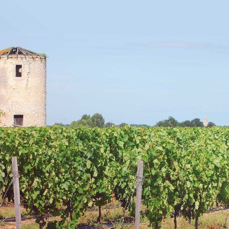 Château Anthonic vineyard 3.jpg