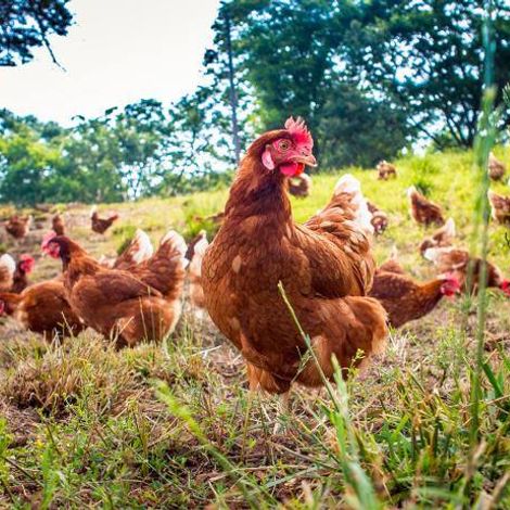 Aotearoa Free Range Eggs Limited
