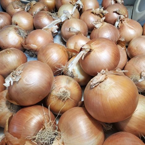 EIE_Onion_YellowOnion_Jumbo