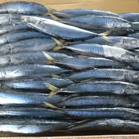 Frozen Mackerel Scad (Muroaji)