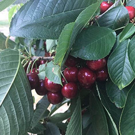 Sams Fruit Co., Ltd. - Plantation