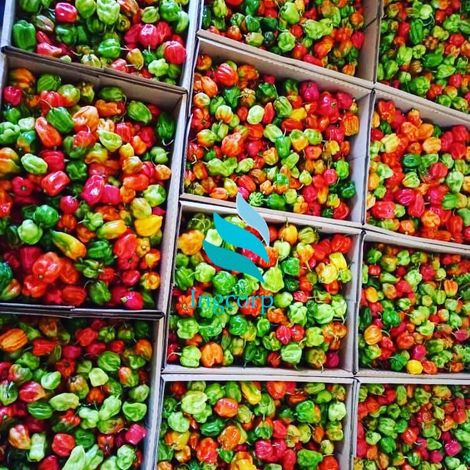 Ingcorp fruits & Vegetables - Products