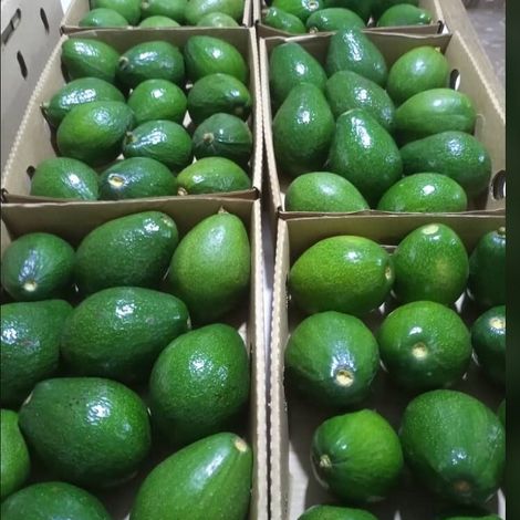 Ingcorp fruits & Vegetables - Products