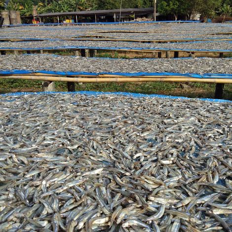 Sprat
