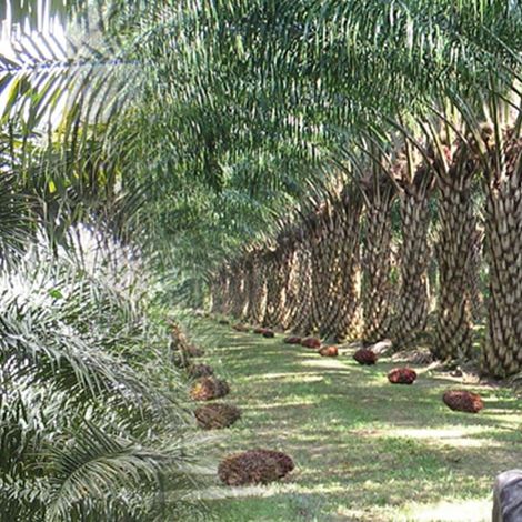 Timur Oleochemicals Malaysia - Palm Tree