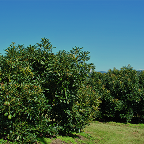 Avocado Tree