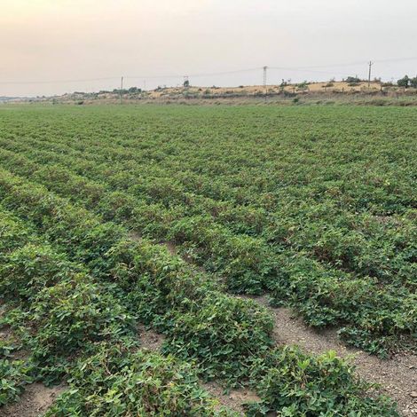 Zillion International - Plantation