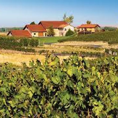 Pepper bridge vineyard 3.jpg