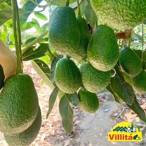 Agroexport Avocados (Villita) - Avocados