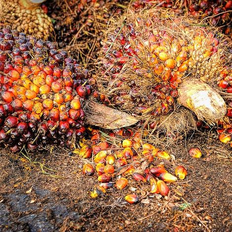 Palm Fruit