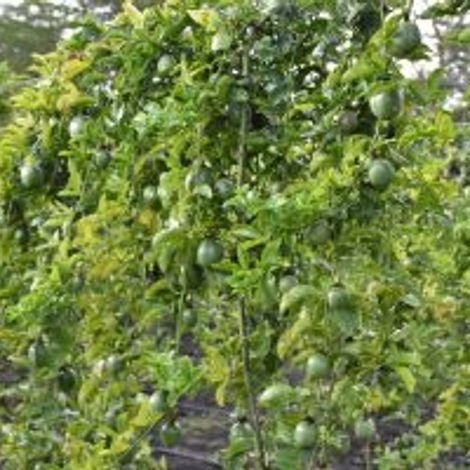 Ngong Veg Kenya Ltd