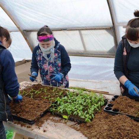 KFH Enezh - Seedlings