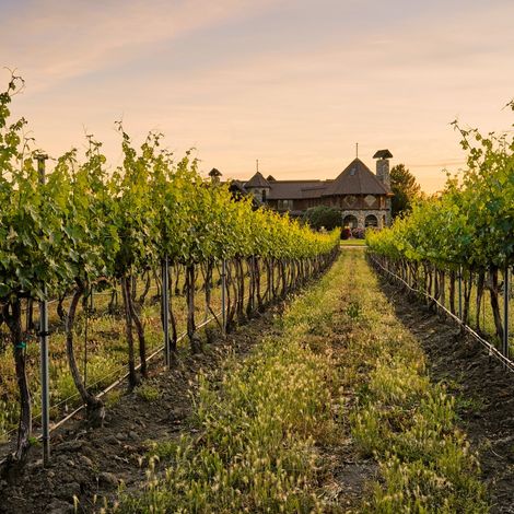 Yellowhawk - Vineyard