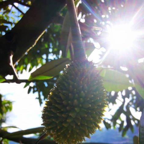 Musang King Durians