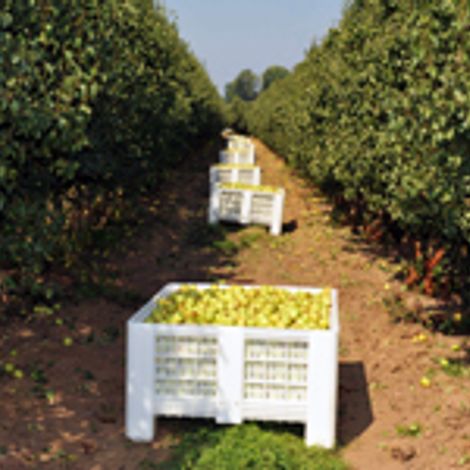 NARC FRUTAS – Cooperativa de Fruticultores e Horticultores da Região de Alcobaça, C.R.L