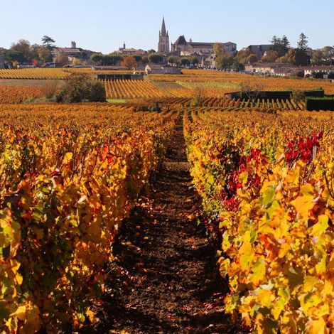 Wonderful fall colors on our vines