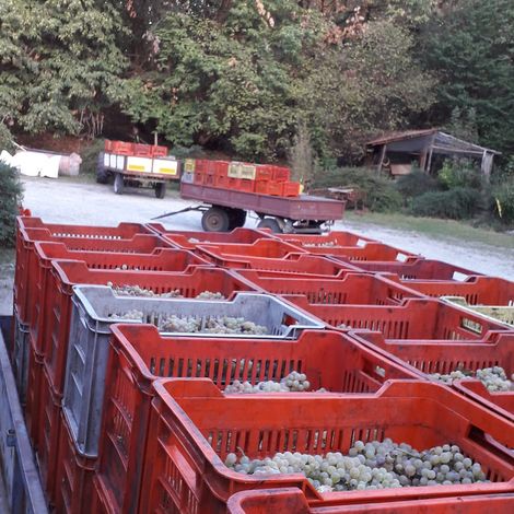 AZIENDA AGRICOLA SANTA CLELIA - Harvested Grapes