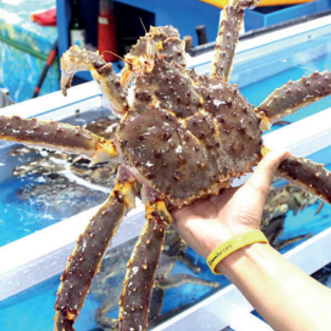 King Crab(Kani)