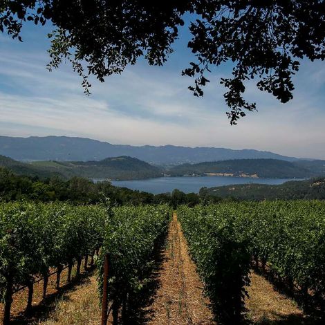 Bryant Estate Vineyard