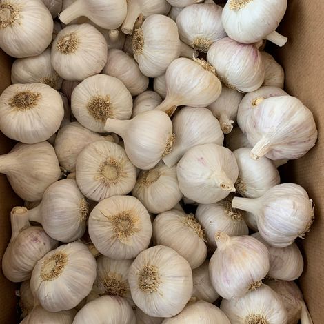Morado Garlic