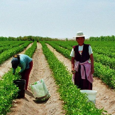 RILA Feinkost-Importe GmbH & Co. KG - Plantation