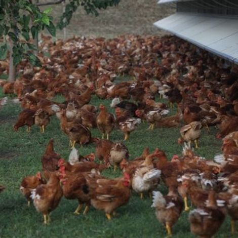 Amadori - GESCO Agricultural Cooperative Society - Chickens