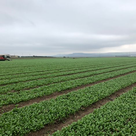 Our spinach crop