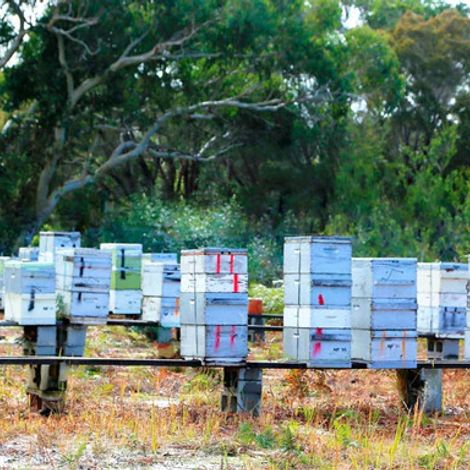 Biosota Organics Pty Ltd - Bees