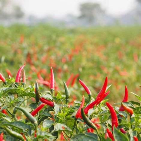 chili-peppers-1.jpg