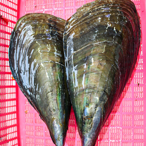 Pen shell(Taragai)