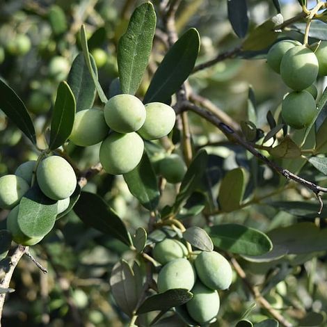 Raw Olives