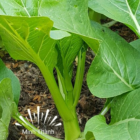 Minh Thanh Food Company Limited