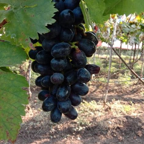 Jumbo seedless