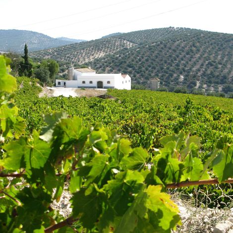 BODEGAS LAGAR BLANCO_Wine_Vineyard