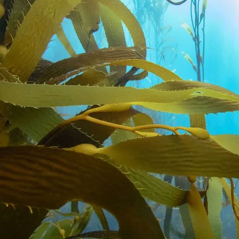 Seaweed