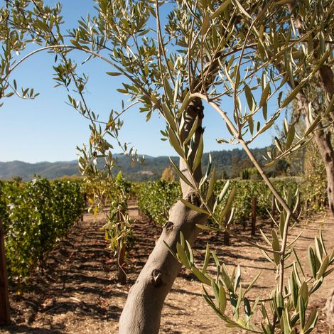 Bello Family Vineyards