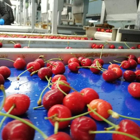 Cherry processing